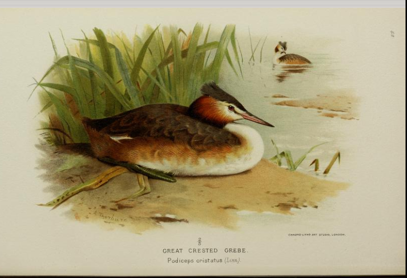 great crested grebe from Coloured Figures
